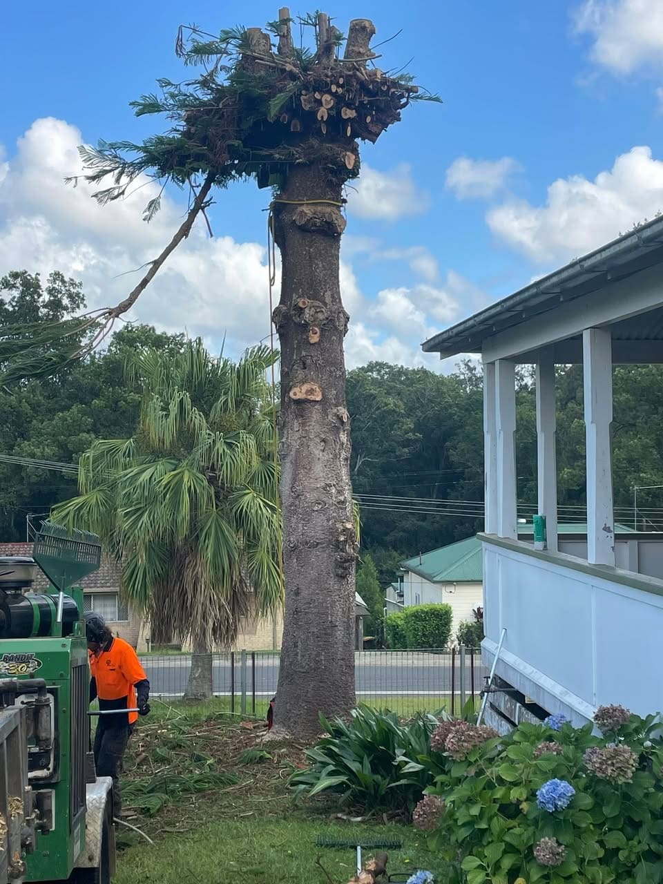Tall Norfolk Island pine being sectioned down beside a country house with the climber visible at the base, blue sky behind.
