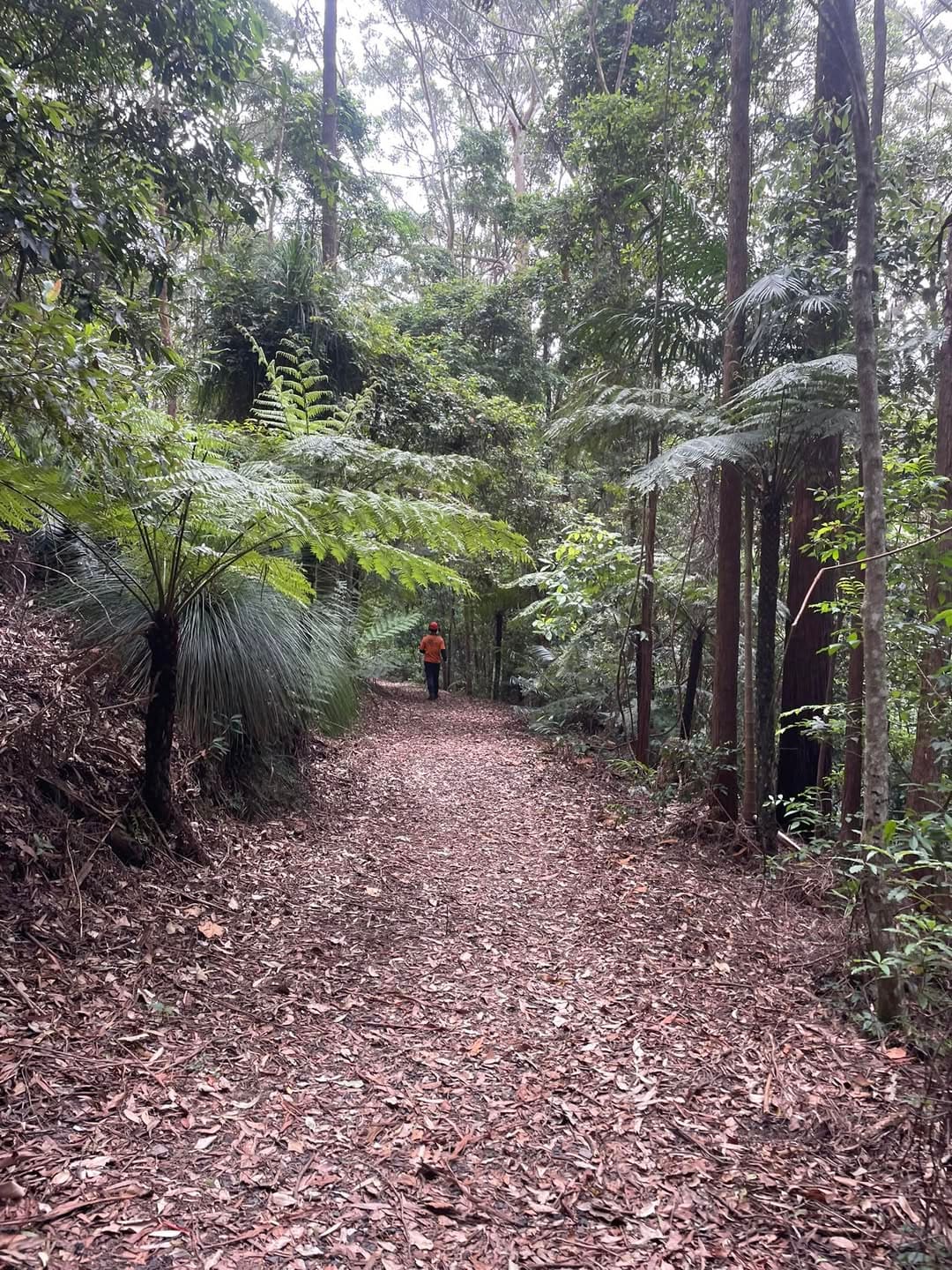 A fern-gully fire trail through Mid-North-Coast bush with eucalypts and tree ferns.