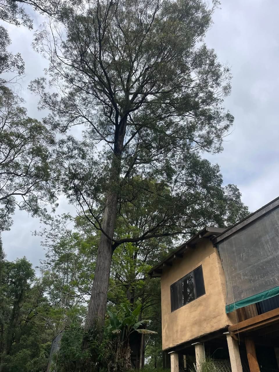 Two tall white mahogany trees against grey sky next to a rural property.